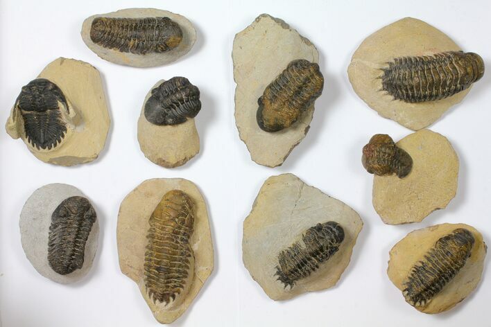 Lot: Assorted Devonian Trilobites - Pieces #119922